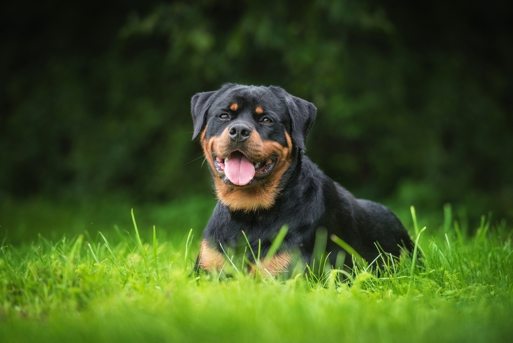 img of Felix Adestramento: Psicologia Canina em Foco
